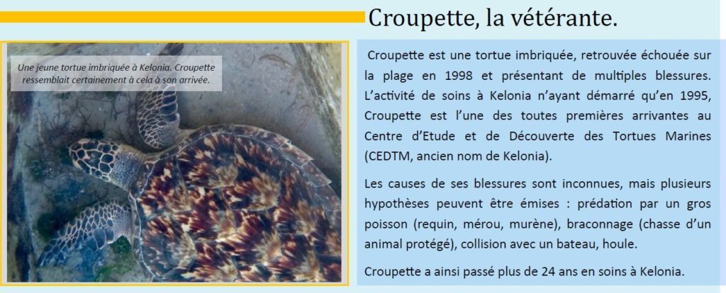 Croupette, la tortue